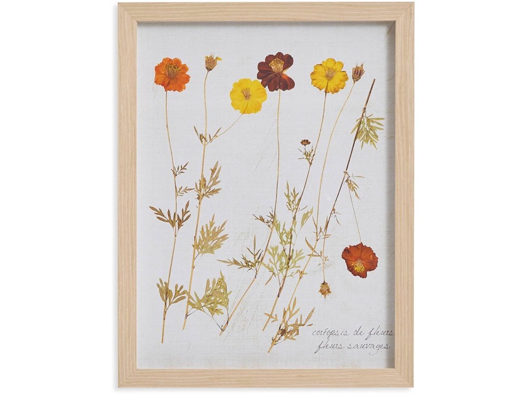 Pressed Wild Poppies