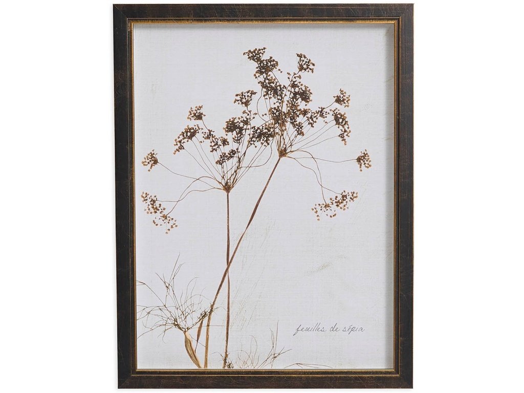 Sepia Queen Anne's Lace